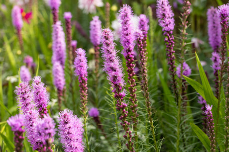 Liatris spicata mit Blüte; Einsatz: , ;;ab 2,91 Euro