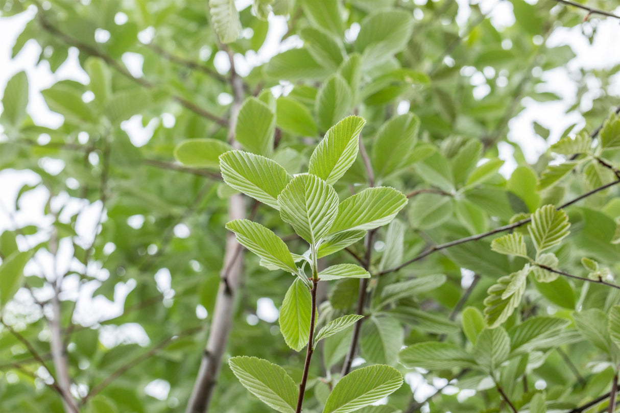 Sorbus aria 'Magnifica' mit Sommerbelaubung, erhältlich von 270-330 bis 450-650 cm; Einsatz: ;;ab 347,00 Euro