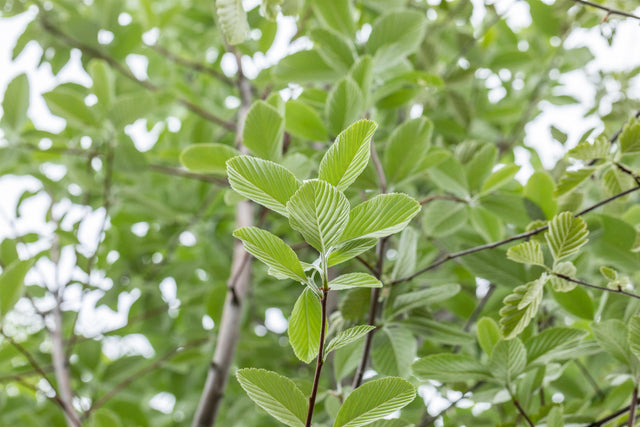 Sorbus aria 'Magnifica' mit Sommerbelaubung, erhältlich von 270-330 bis 450-650 cm; Einsatz: ;;ab 347,00 Euro