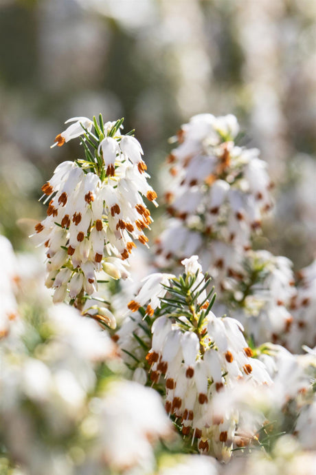Erica carnea 'Snow Queen' mit Blüte, erhältlich von 10-15 bis 10-15 cm; Einsatz: , ;;ab 2,08 Euro