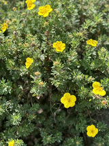 Potentilla 'Klondike' , erhältlich von 20-30 bis 40-60 cm;;ab 4,10 Euro