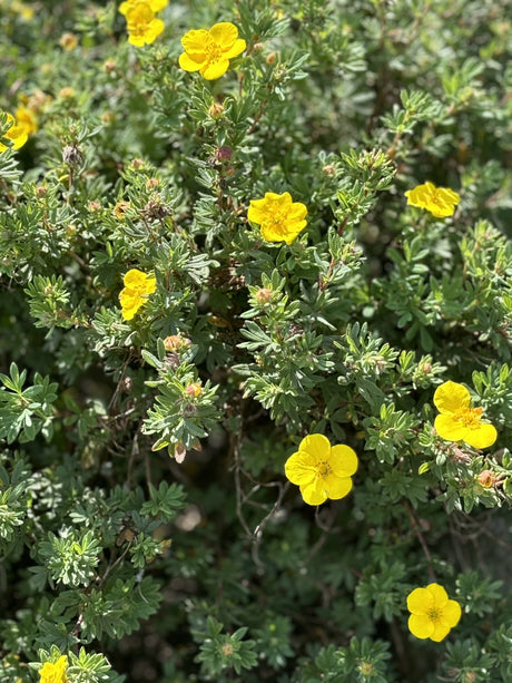 Potentilla 'Klondike' , erhältlich von 20-30 bis 40-60 cm;;ab 4,10 Euro