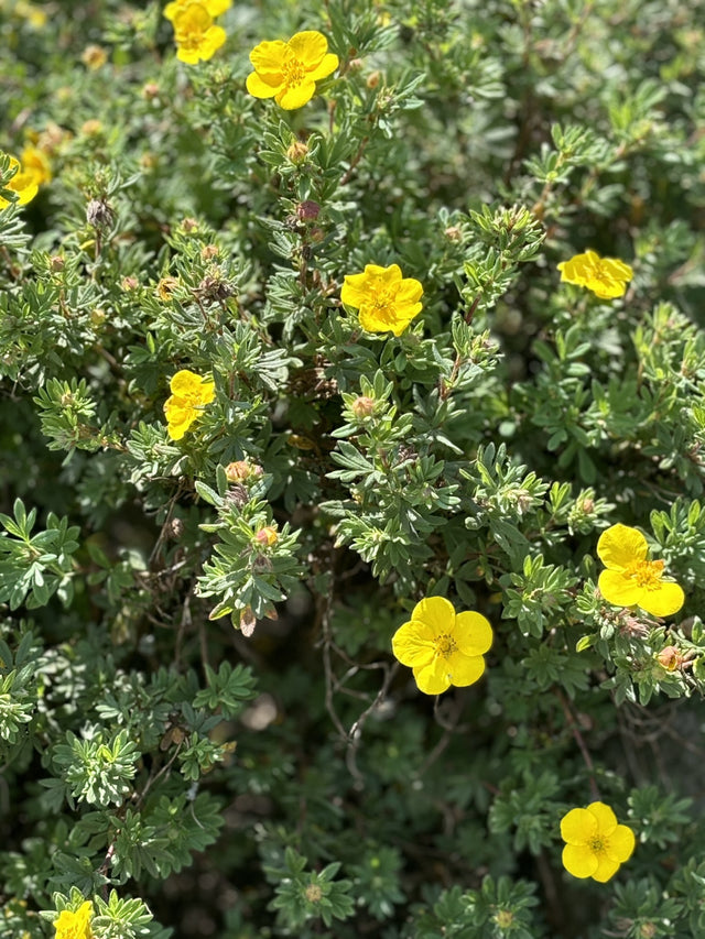 Potentilla 'Klondike' , erhältlich von 20-30 bis 40-60 cm;;ab 4,10 Euro