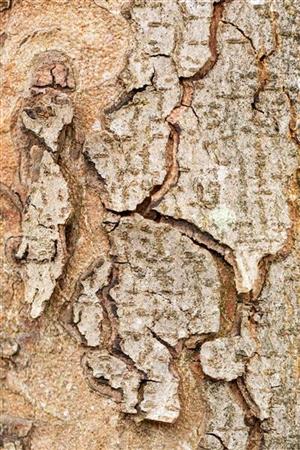 Gewöhnliche Rosskastanie Rinde, erhältlich als: Hochstamm, Sämling, Sämling, gestochen, Alleebaum, Heister; Einsatz: Alleerobust;;günstig mit Qualität