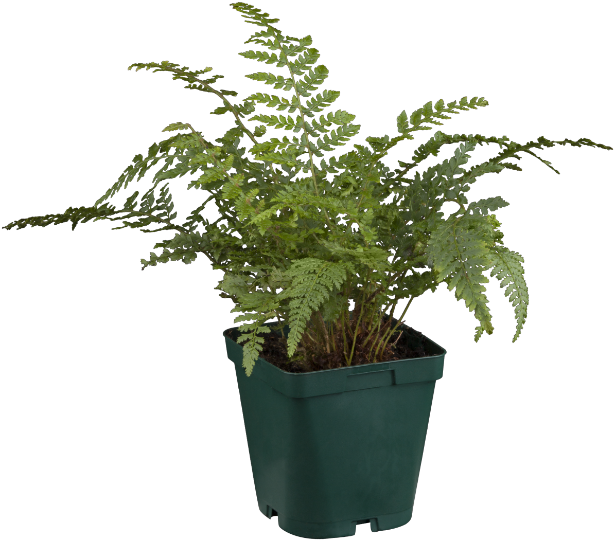 Polystichum setiferum im Topf; Einsatz: ;;ab 5,75 Euro