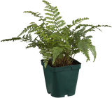 Polystichum setiferum; hier im Topf; winterhart; Einsatzmöglichkeit z.B. : Schatten;;ab 0,00 Euro