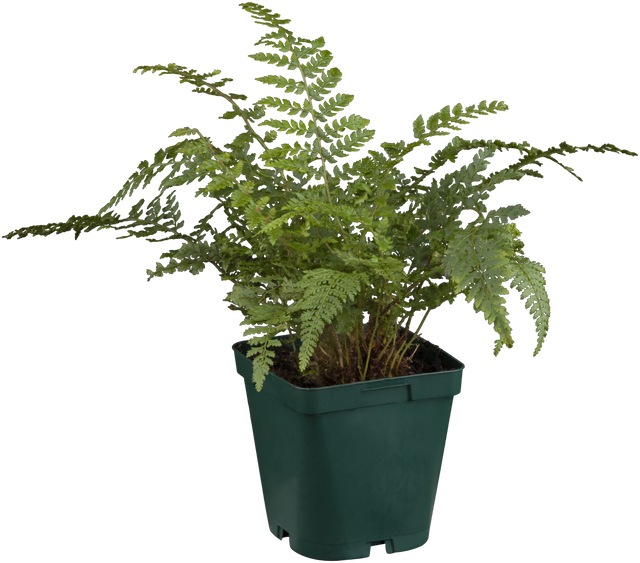 Polystichum setiferum im Topf; Einsatz: ;;ab 5,75 Euro