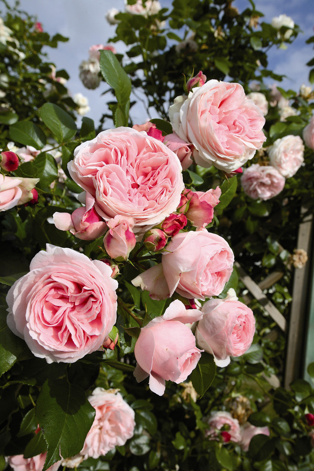 Rosa 'Giardina' KL (Kletterrose 'Giardina')