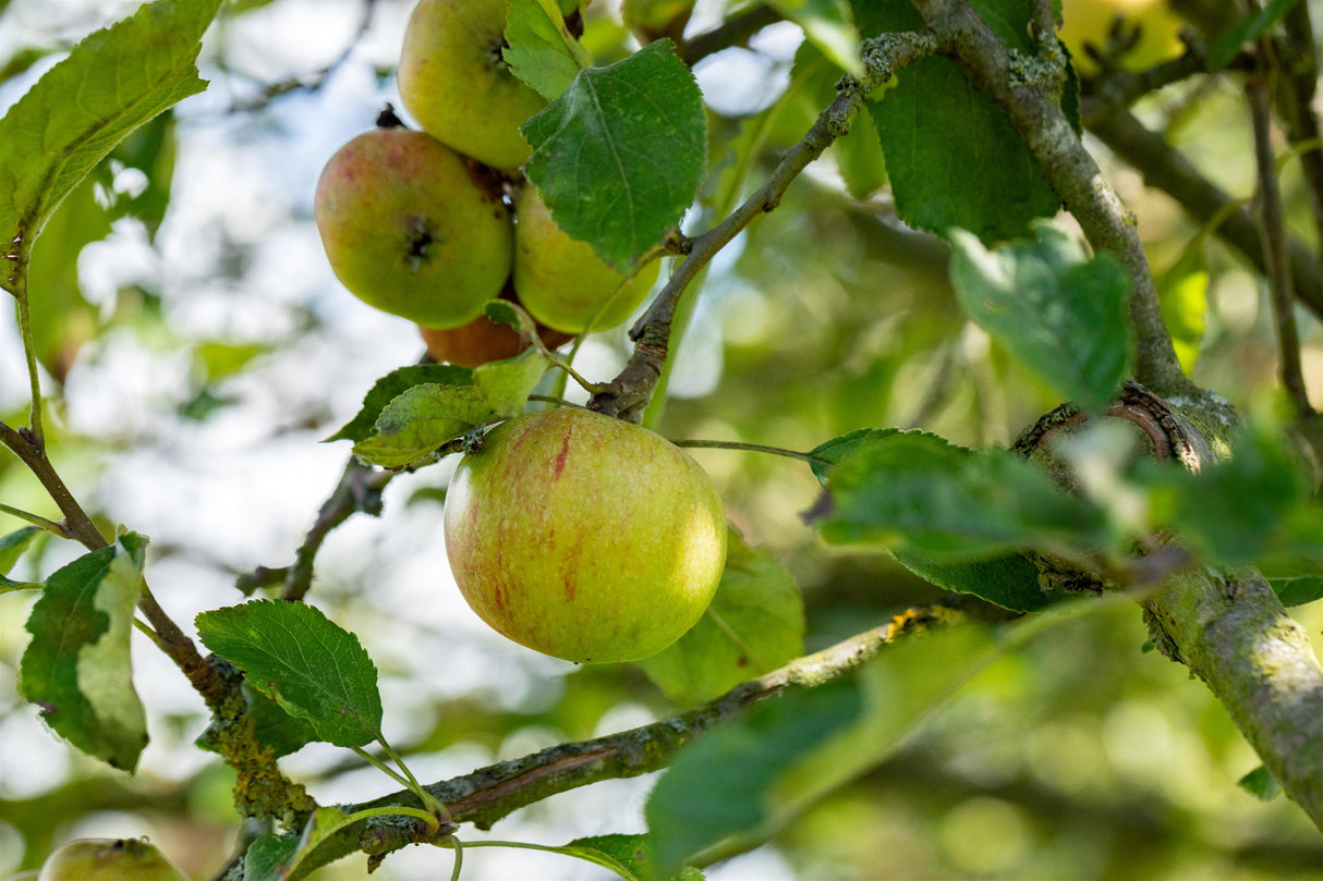Malus 'Cox Orange Renette' mit Früchten, erhältlich von 150-200 bis 450-650 cm; Einsatz: ;;ab 34,60 Euro