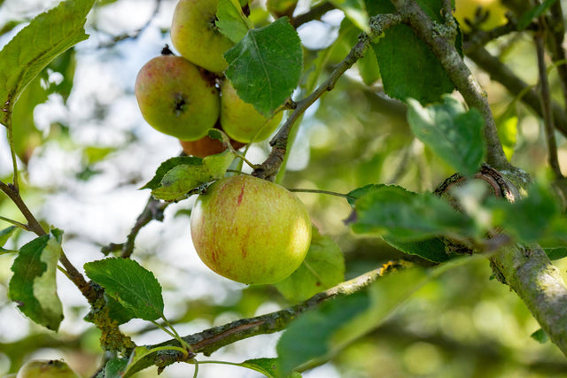 Malus 'Cox Orange Renette' mit Früchten, erhältlich von 150-200 bis 450-650 cm; Einsatz: ;;ab 34,60 Euro