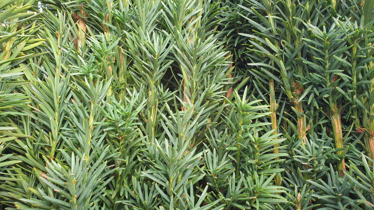 Taxus baccata 'Fastigiata'; hier mit Sommerbelaubung; immergrün; Einsatzmöglichkeit z.B. : Friedhof;;ab 51,90 Euro