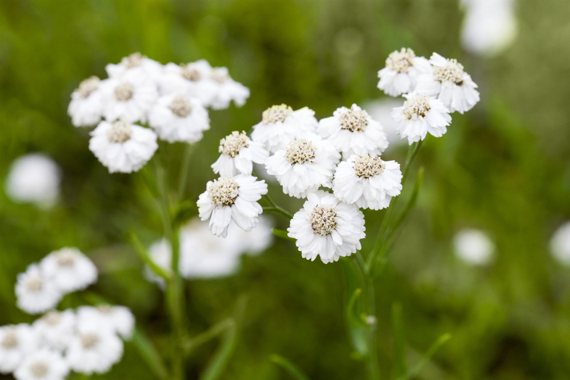 Achillea ptarmica 'The Pearl' (Garten-Bertrams-Garbe)