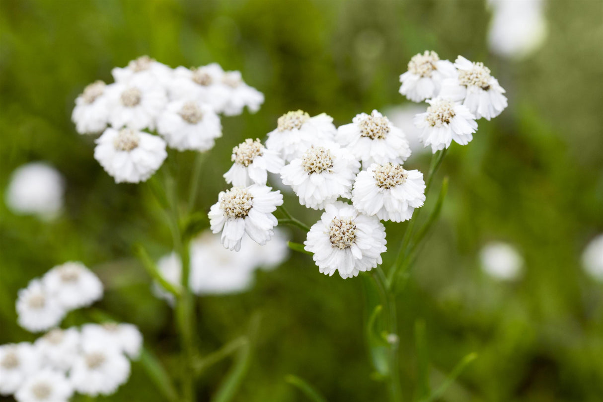 Achillea ptarmica 'The Pearl' ;;ab 3,35 Euro