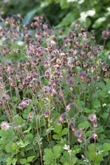 Geum rivale; bienenweide;;ab 0,00 Euro
