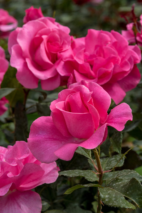 Rosa 'Romanze' STR mit Blüte; Einsatz: ;;ab 8,10 Euro