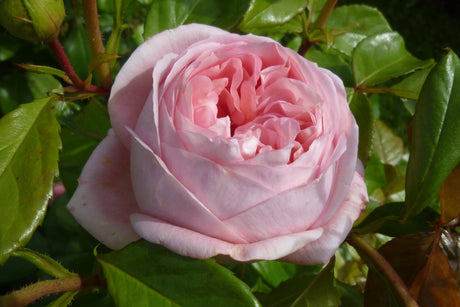 Rosa 'Voyage' TH mit Blüte; Einsatz: ;;ab 11,80 Euro