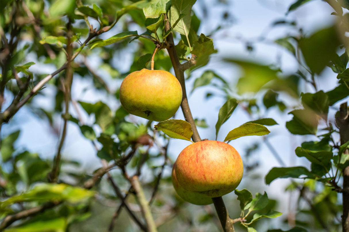 Malus 'Goldrenette von Blenheim' mit Früchten, erhältlich von 150-200 bis 450-650 cm; Einsatz: ;;ab 34,60 Euro