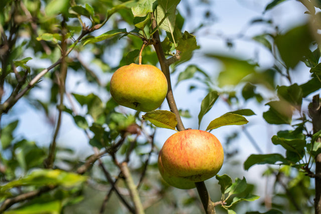 Malus 'Goldrenette von Blenheim' mit Früchten, erhältlich von 150-200 bis 450-650 cm; Einsatz: ;;ab 34,60 Euro