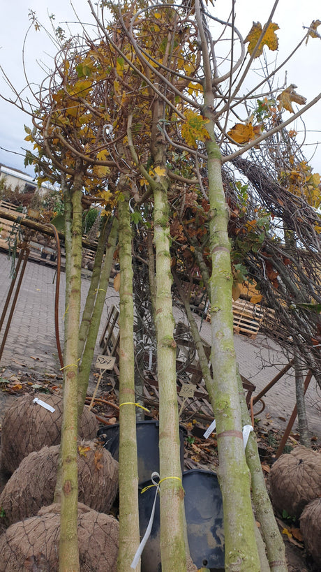Platanen-Ahorn; vorbereitet für Versand; bienenfreundlich; Einsatzmöglichkeit z.B. : Alleen;;Pflanzen vom Profi