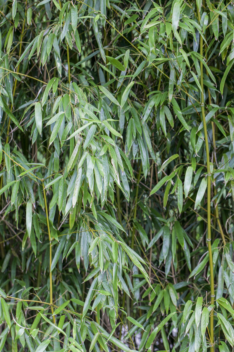 Pseudosasa humilis , erhältlich als: pflegeleicht;;günstig mit Qualität