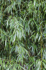 Phyllostachys bissetii mit Belaubung, erhältlich von 100-150 bis 200-250 cm; Einsatz: ;;ab 110,00 Euro