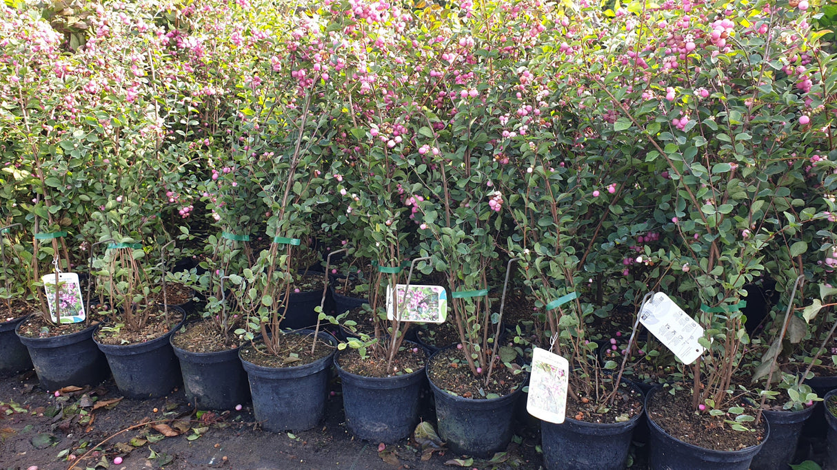 Symphoricarpos doorenbosii 'Magic Berry' als Pflanze im Beet; Einsatz: Bienenweide, dekorative Früchte;;mit zeitnaher Lieferung