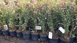 Symphoricarpos doorenbosii 'Magic Berry' als Pflanze im Beet; Einsatz: Bienenweide, dekorative Früchte;;mit zeitnaher Lieferung