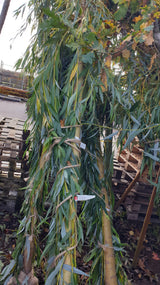 Silberpappel; vorbereitet für Versand; dekoratives Silberlaub; Einsatzmöglichkeit z.B. : Heckenpflanze;;Pflanzen vom Profi