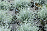 Festuca cinerea; winterhart; verfügbar in 2 Größen und Varianten;;ab 0,00 Euro