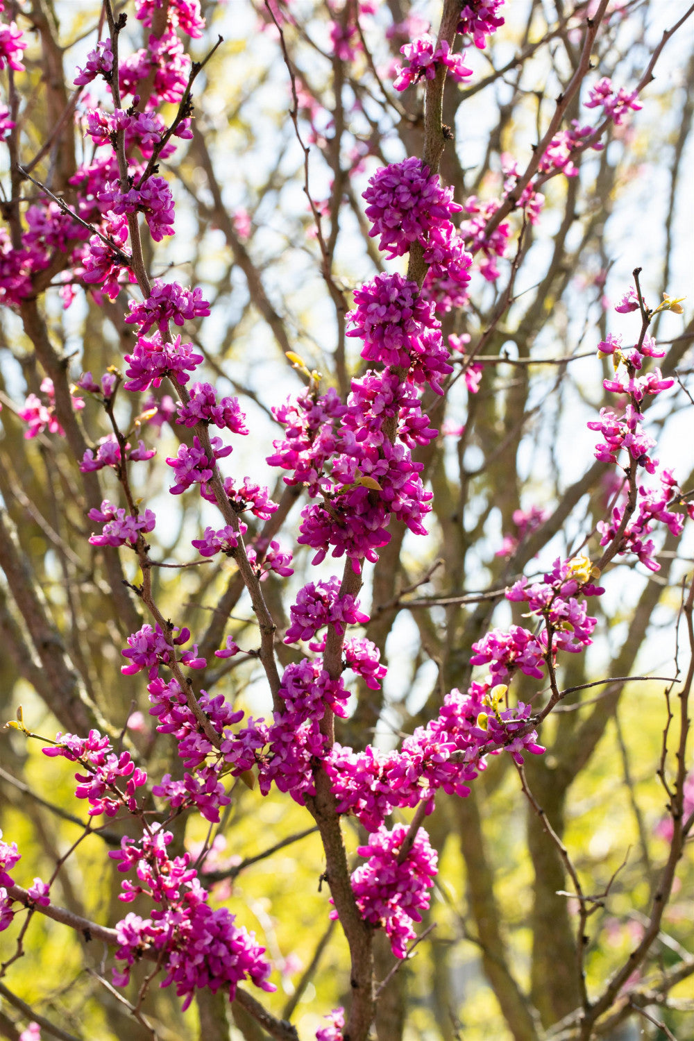 Cercis siliquastrum , erhältlich von 40-60 bis 450-650 cm;;ab 33,80 Euro