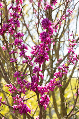 Cercis siliquastrum; blütenpracht; verfügbar in 11 Größen und Varianten;;ab 45,60 Euro