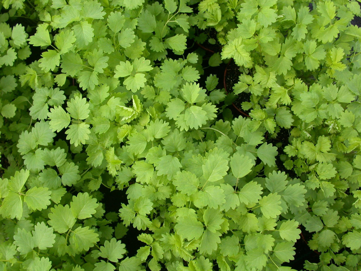 Sanguisorba minor ;;ab 3,00 Euro