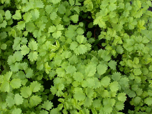 Sanguisorba minor ;;ab 3,00 Euro