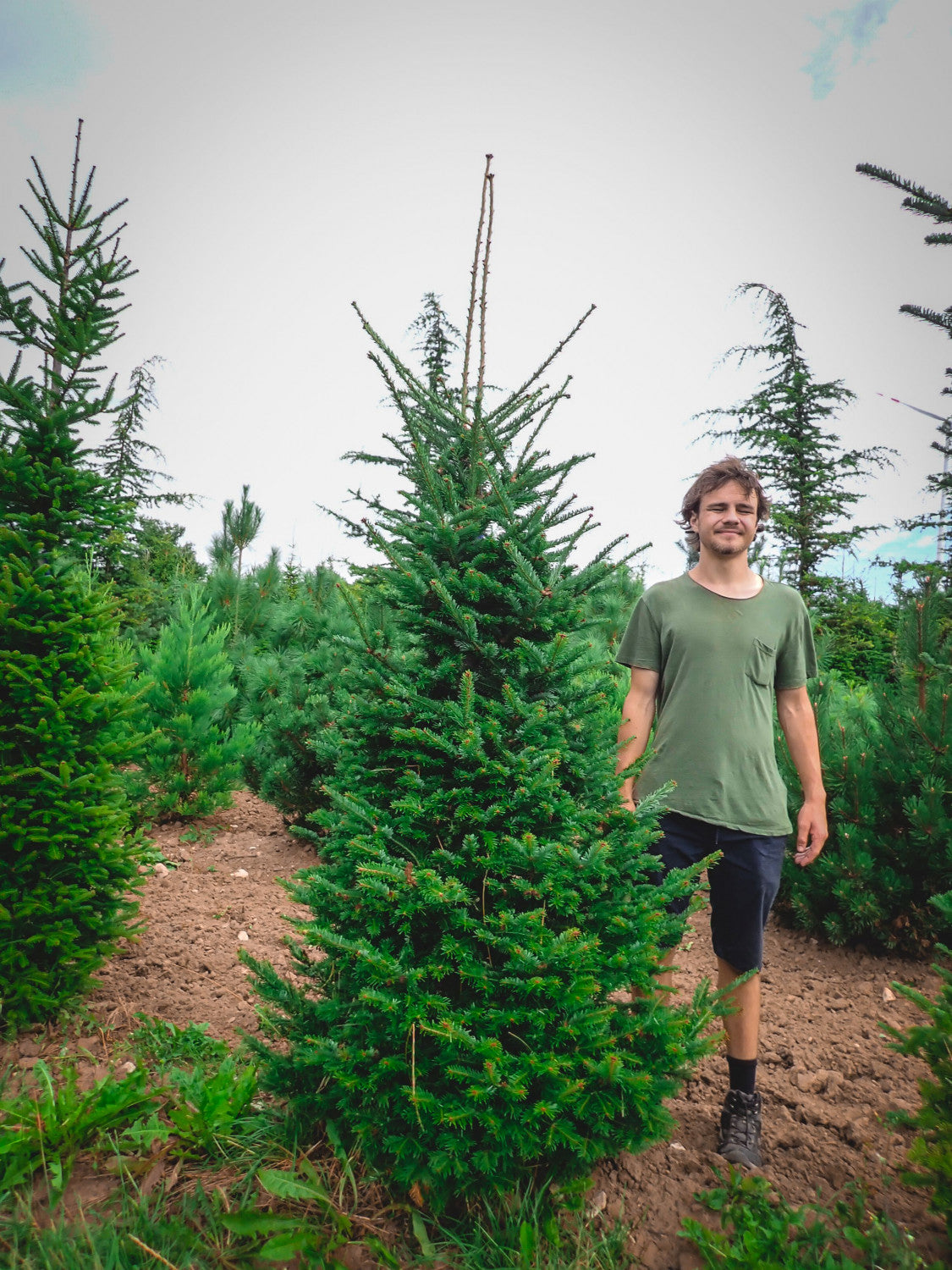 Balsamfir; dekorative Zapfen;;günstig mit Qualität