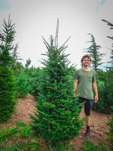 Balsamfir; dekorative Zapfen;;günstig mit Qualität