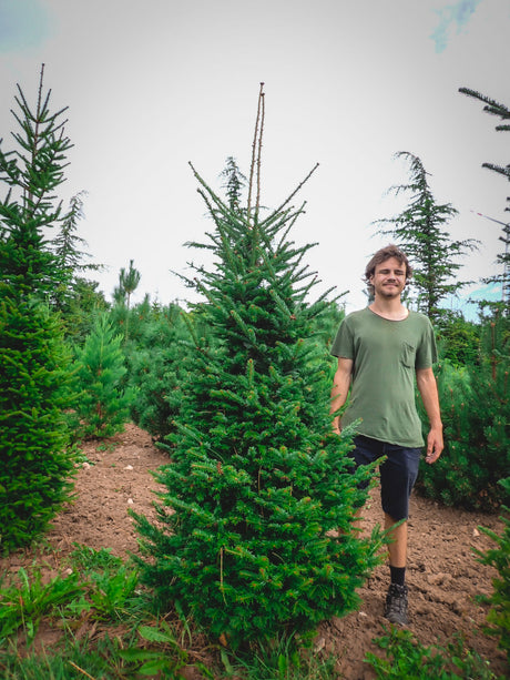 Balsamfir; dekorative Zapfen;;günstig mit Qualität