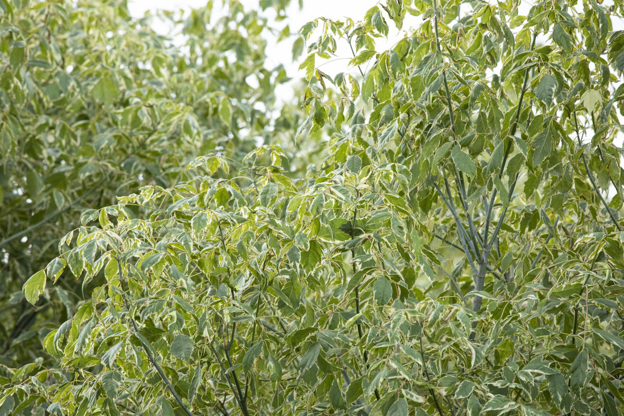 Acer negundo 'Argenteo-variegatum' mit Sommerbelaubung, erhältlich als: ; Einsatz: Ziergehölzwinterhart;;günstig mit Qualität