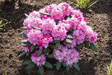 Rhododendron yak. 'Polaris'; hier mit Blüte; winterhart; Einsatzmöglichkeit z.B. : Solitärpflanze; verfügbar in 4 Größen und Varianten;;ab 50,60 Euro