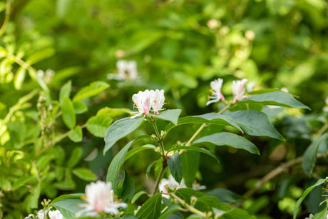 Lonicera morrowii mit Blüte, erhältlich von 60-100 bis 60-100 cm; Einsatz: ;;ab 14,00 Euro