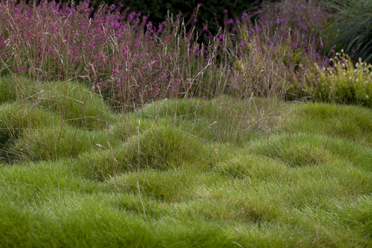Festuca gautieri ;;ab 3,10 Euro