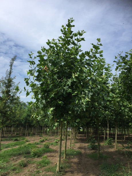 Platanus acerifolia; schnellwüchsig;;mit zeitnaher Lieferung