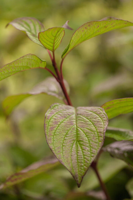 Cornus alba; auffällige Früchte;;mit zeitnaher Lieferung