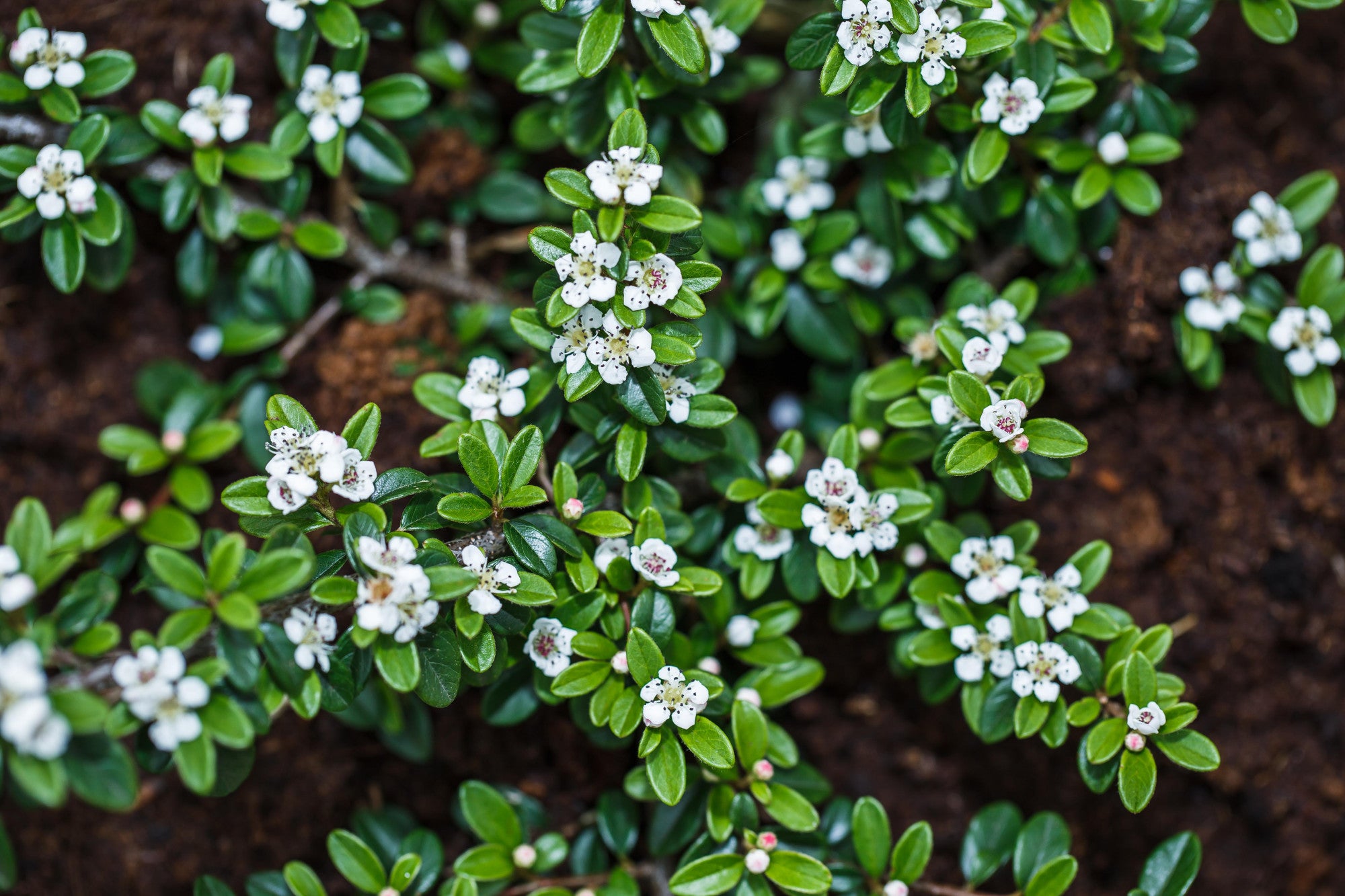 Cotoneaster dammeri radicans (Kriechmispel 'Radicans')
