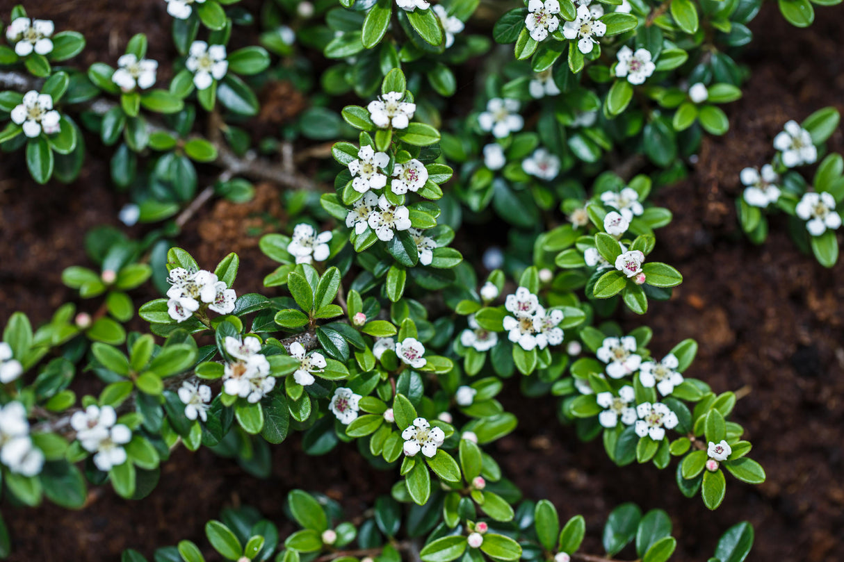 Cotoneaster dammeri radicans , erhältlich von 20-30 bis 30-40 cm;;ab 3,25 Euro