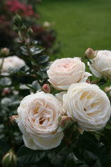 Rosa 'Artemis' STR; hier mit Blüte; lange Blütezeit; Einsatzmöglichkeit z.B. : Solitär; verfügbar in 2 Größen und Varianten;;ab 16,25 Euro