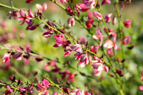 Cytisus praecox 'Hollandia' mit Blüte, erhältlich von 30-40 bis 60-80 cm; Einsatz: ;;ab 11,00 Euro