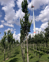 Ulmus 'Columella' , erhältlich von 270-330 bis 450-650 cm;;ab 279,00 Euro