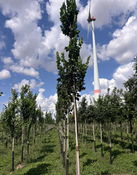 Ulmus 'Columella' , erhältlich von 270-330 bis 450-650 cm;;ab 279,00 Euro