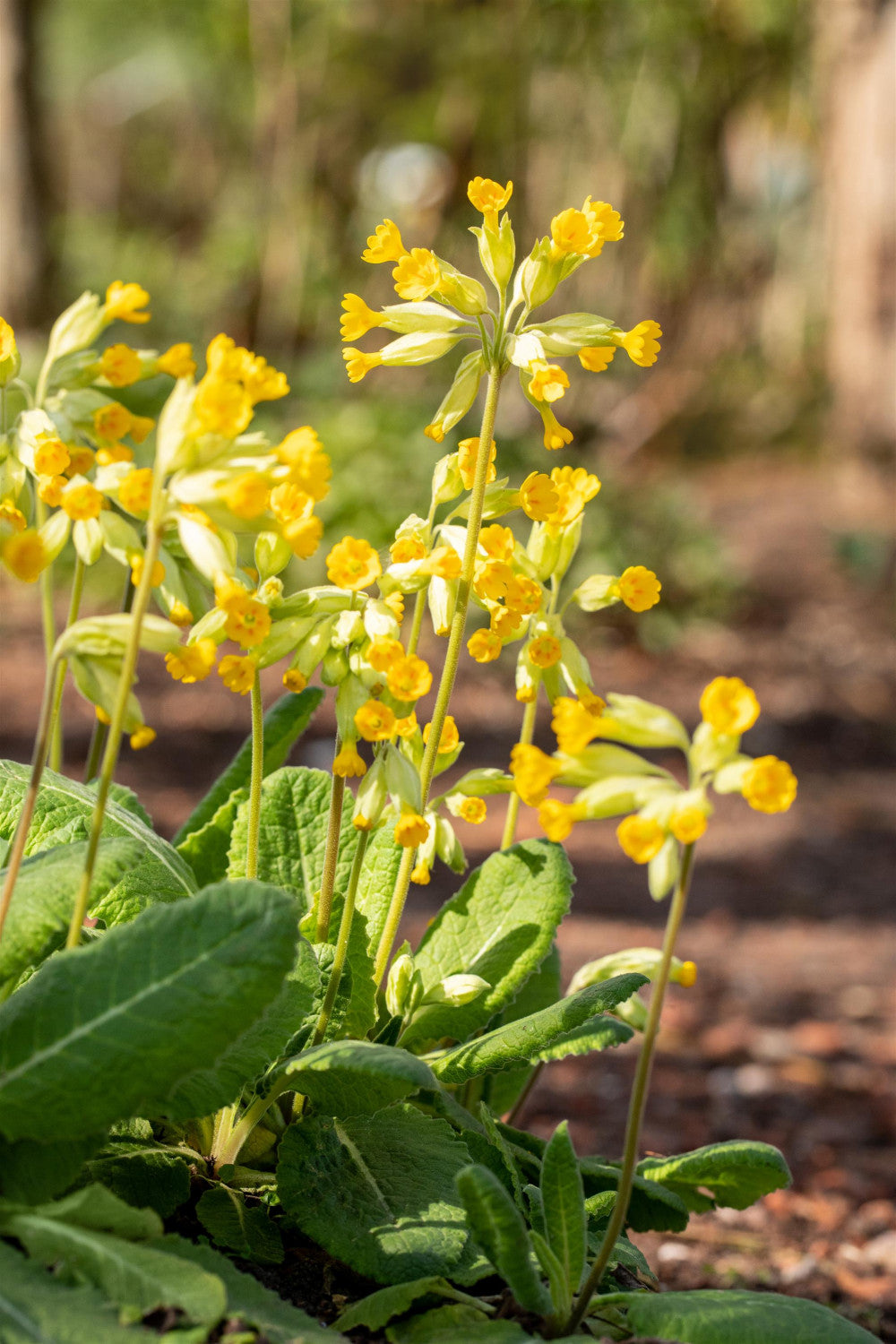 Primula veris mit Blüte; Einsatz: ;;ab 3,35 Euro