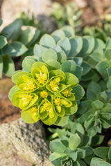Euphorbia myrsinites; trockenheitsverträglich;;ab 0,00 Euro